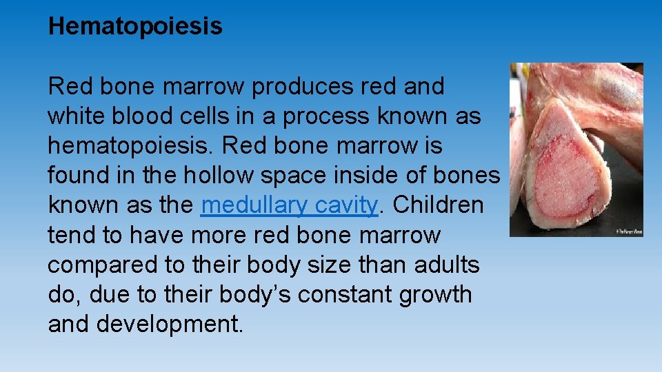 Hematopoiesis Red bone marrow produces red and white blood cells in a process known