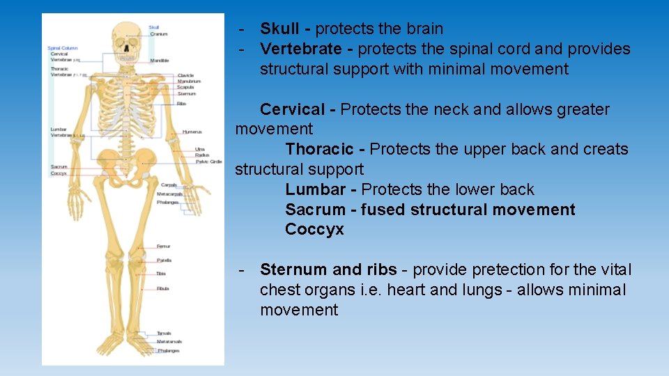 - Skull - protects the brain - Vertebrate - protects the spinal cord and