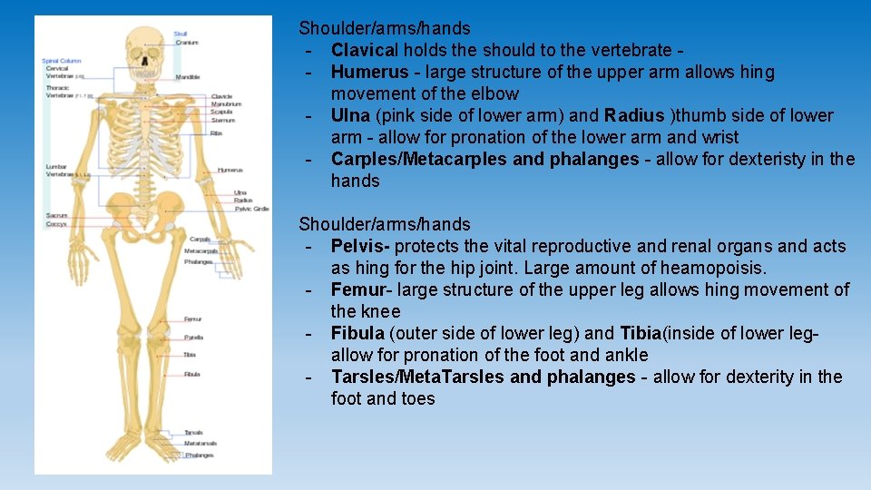 Shoulder/arms/hands - Clavical holds the should to the vertebrate - Humerus - large structure