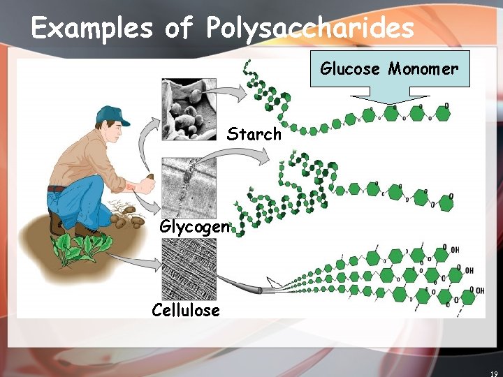 Examples of Polysaccharides Glucose Monomer Starch Glycogen Cellulose 19 