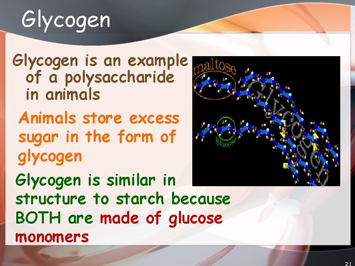 Glycogen is an example of a polysaccharide in animals Animals store excess sugar in