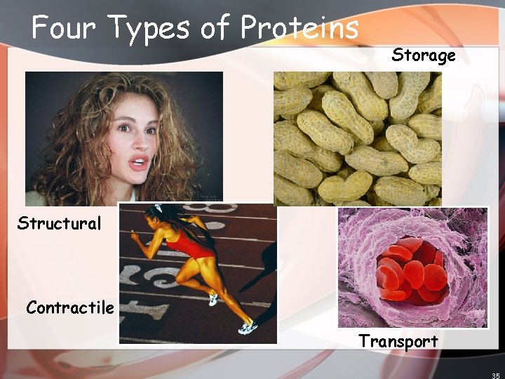 Four Types of Proteins Storage Structural Contractile Transport 35 