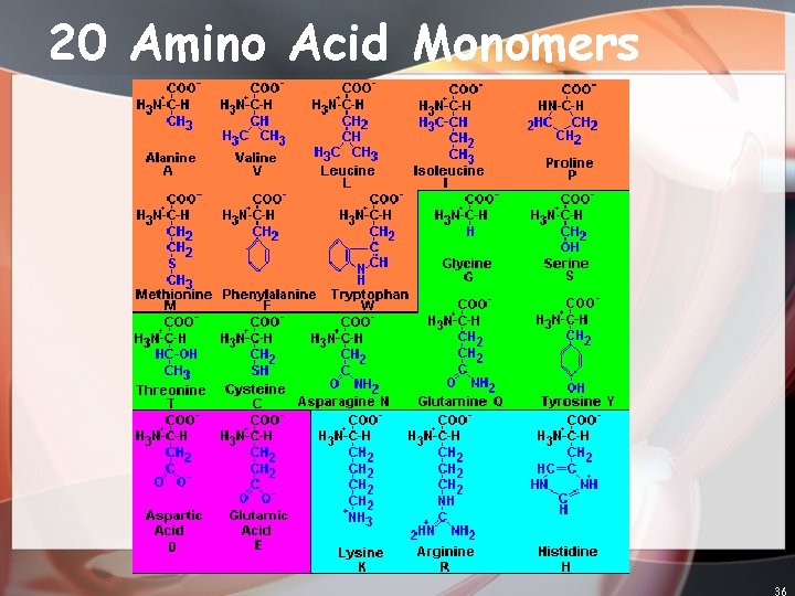 20 Amino Acid Monomers 36 