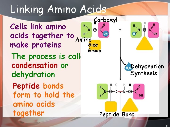 Linking Amino Acids Carboxyl Cells link amino acids together to Amino Side make proteins
