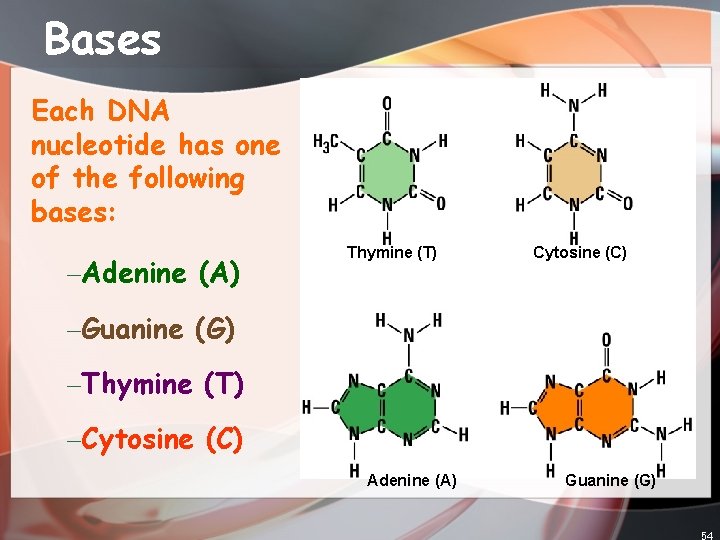 Bases Each DNA nucleotide has one of the following bases: –Adenine (A) Thymine (T)