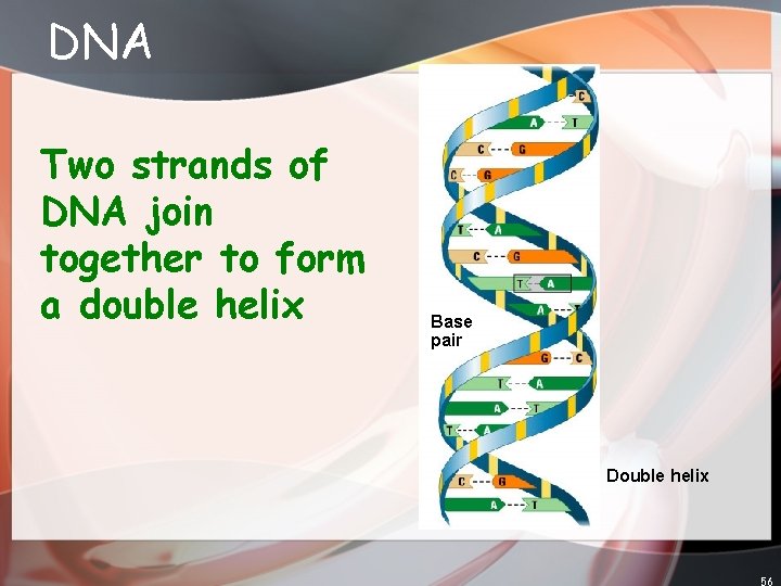 DNA Two strands of DNA join together to form a double helix Base pair