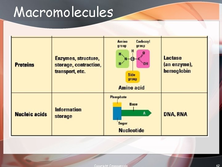 Macromolecules Copyright Cmassengale 62 