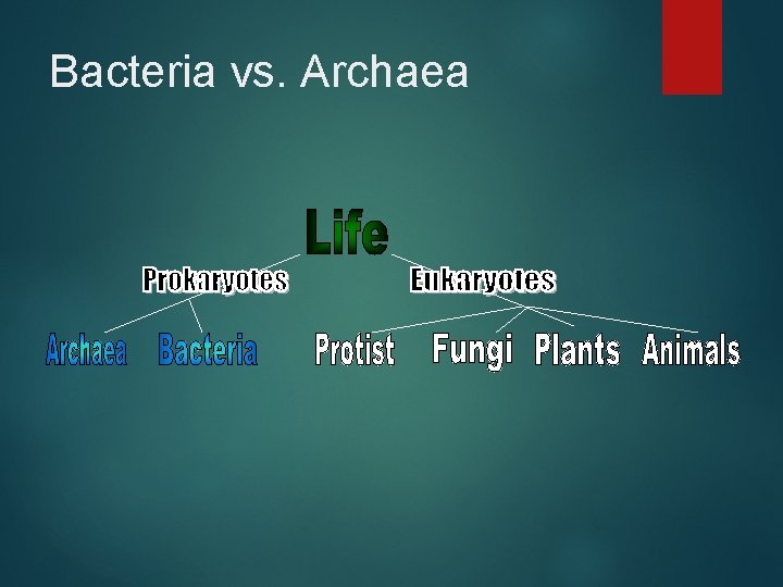 Bacteria vs. Archaea 