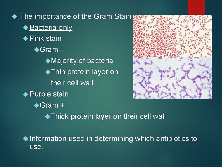  The importance of the Gram Stain Bacteria only Pink stain Gram – Majority