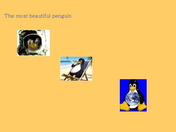 The most beautiful penguin 