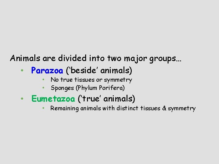 Animals are divided into two major groups… • Parazoa (‘beside’ animals) • No true