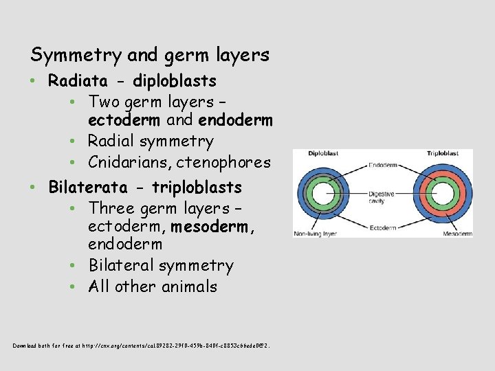 Symmetry and germ layers • Radiata - diploblasts • Two germ layers – ectoderm