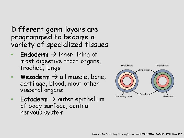 Different germ layers are programmed to become a variety of specialized tissues • •