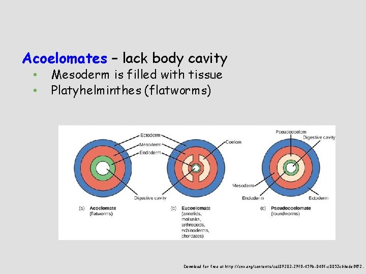 Acoelomates – lack body cavity • • Mesoderm is filled with tissue Platyhelminthes (flatworms)
