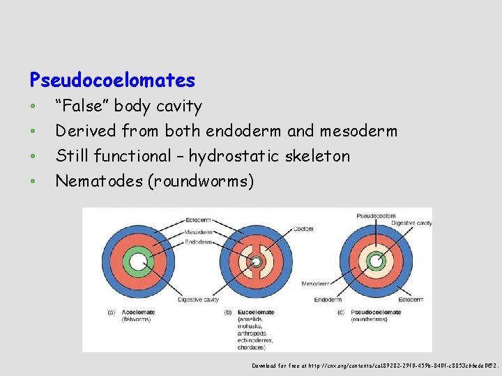 Pseudocoelomates • • “False” body cavity Derived from both endoderm and mesoderm Still functional