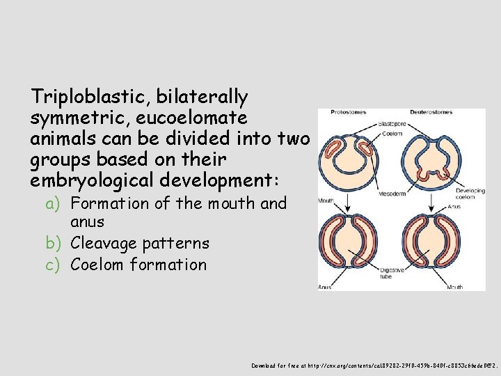 Triploblastic, bilaterally symmetric, eucoelomate animals can be divided into two groups based on their