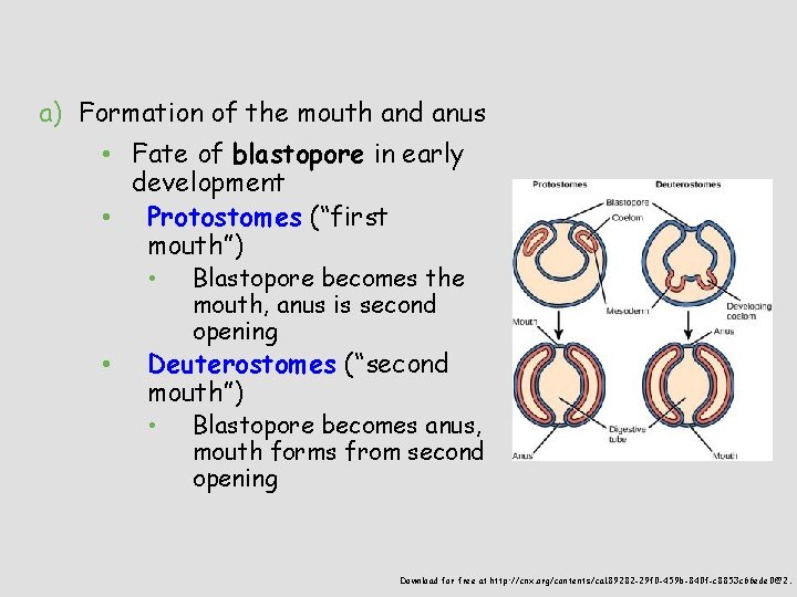 a) Formation of the mouth and anus • Fate of blastopore in early development