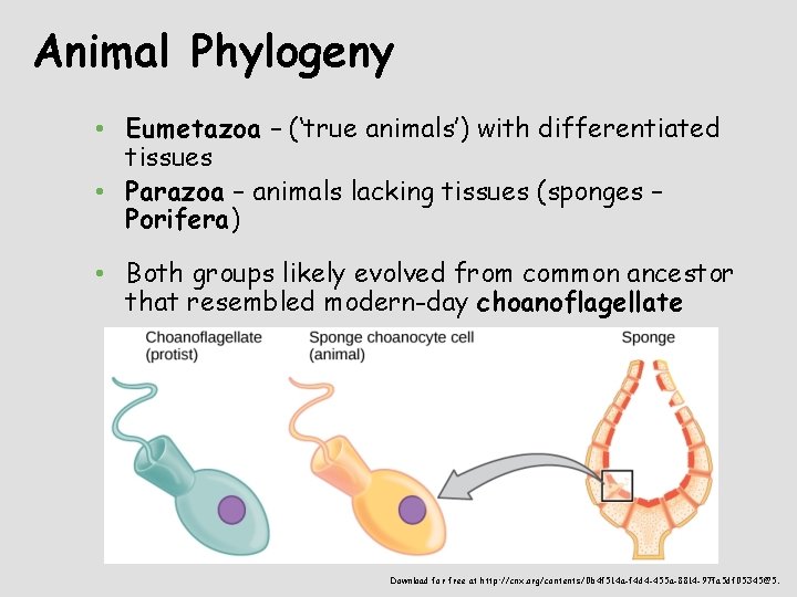 Animal Phylogeny • Eumetazoa – (‘true animals’) with differentiated tissues • Parazoa – animals