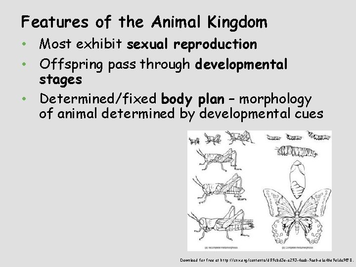 Features of the Animal Kingdom • Most exhibit sexual reproduction • Offspring pass through