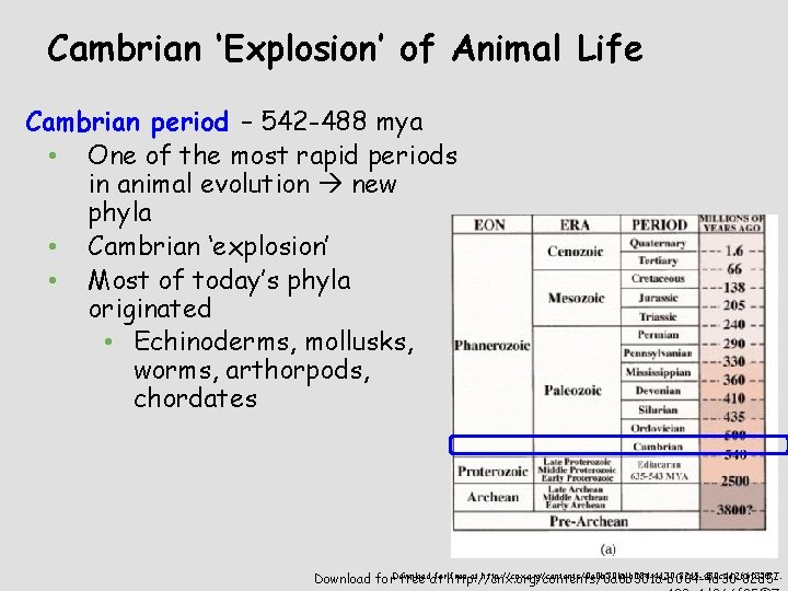 Cambrian ‘Explosion’ of Animal Life Cambrian period – 542 -488 mya • One of