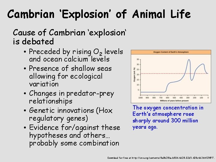 Cambrian ‘Explosion’ of Animal Life Cause of Cambrian ‘explosion‘ is debated • Preceded by