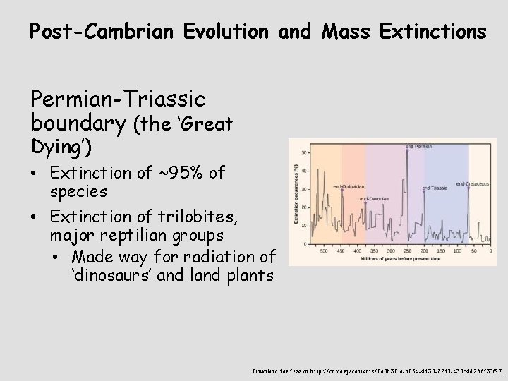 Post-Cambrian Evolution and Mass Extinctions Permian-Triassic boundary (the ‘Great Dying’) • Extinction of ~95%