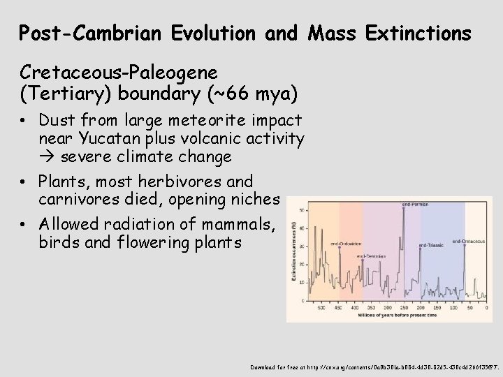 Post-Cambrian Evolution and Mass Extinctions Cretaceous-Paleogene (Tertiary) boundary (~66 mya) • Dust from large