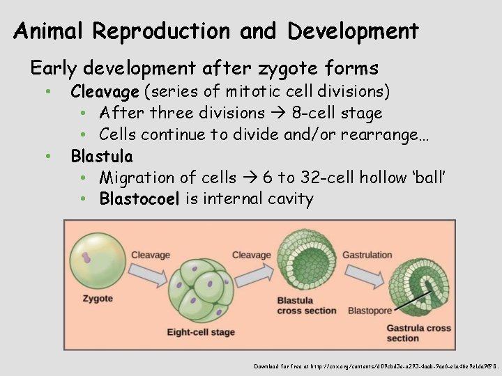 Animal Reproduction and Development Early development after zygote forms • • Cleavage (series of