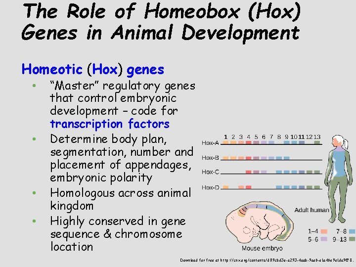 The Role of Homeobox (Hox) Genes in Animal Development Homeotic (Hox) genes • •