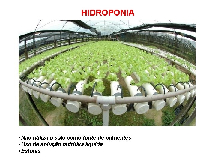 HIDROPONIA • Não utiliza o solo como fonte de nutrientes • Uso de solução