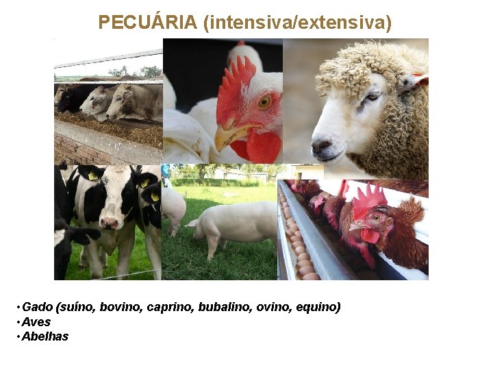 PECUÁRIA (intensiva/extensiva) • Gado (suíno, bovino, caprino, bubalino, ovino, equino) • Aves • Abelhas