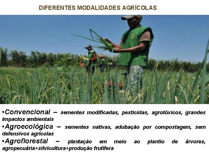 DIFERENTES MODALIDADES AGRÍCOLAS • Convencional – sementes modificadas, pesticidas, agrotóxicos, grandes impactos ambientais •