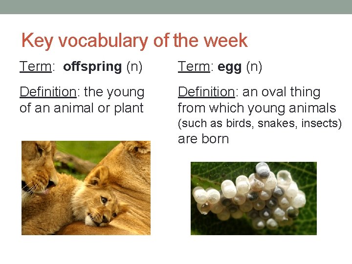 Key vocabulary of the week Term: offspring (n) Term: egg (n) Definition: the young