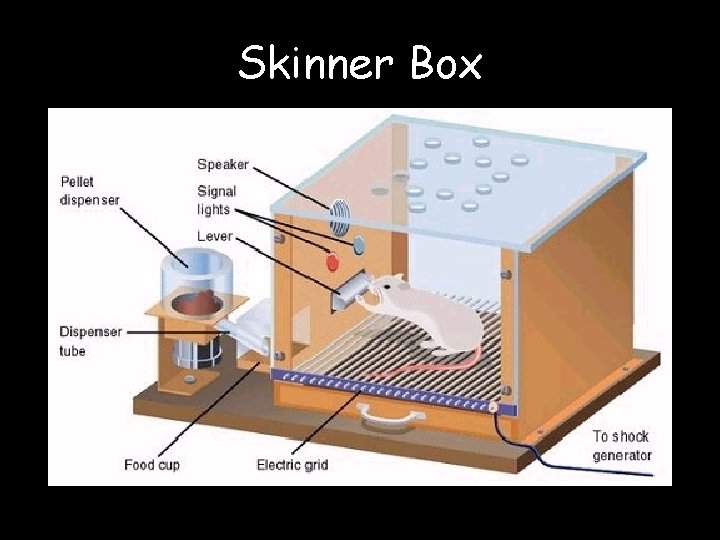 Skinner Box 