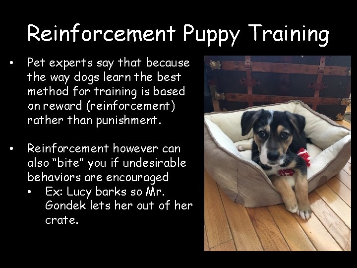 Reinforcement Puppy Training • Pet experts say that because the way dogs learn the
