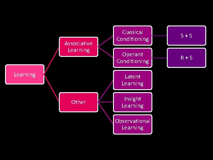 Associative Learning Classical Conditioning S+S Operant Conditioning R+S Latent Learning Other Insight Learning Observational