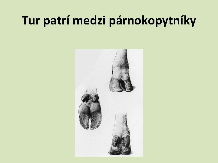 Tur patrí medzi párnokopytníky 