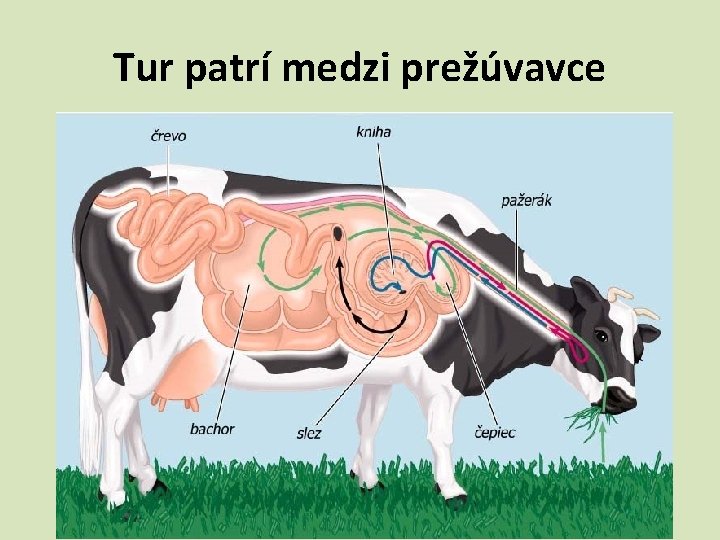 Tur patrí medzi prežúvavce 