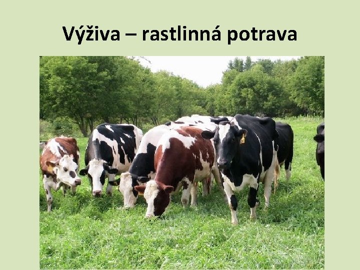 Výživa – rastlinná potrava 