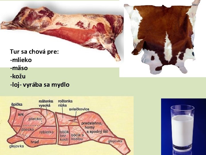 Tur sa chová pre: -mlieko -mäso -kožu -loj- vyrába sa mydlo 