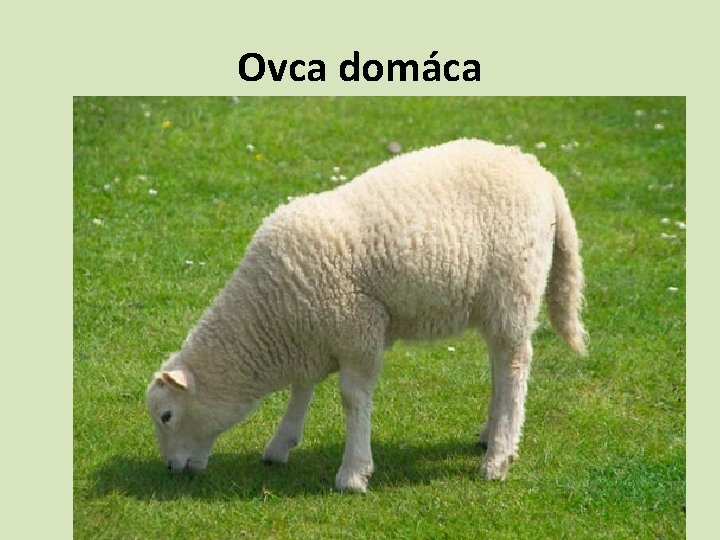 Ovca domáca 