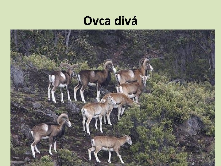 Ovca divá 