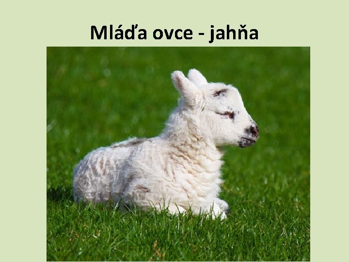 Mláďa ovce - jahňa 