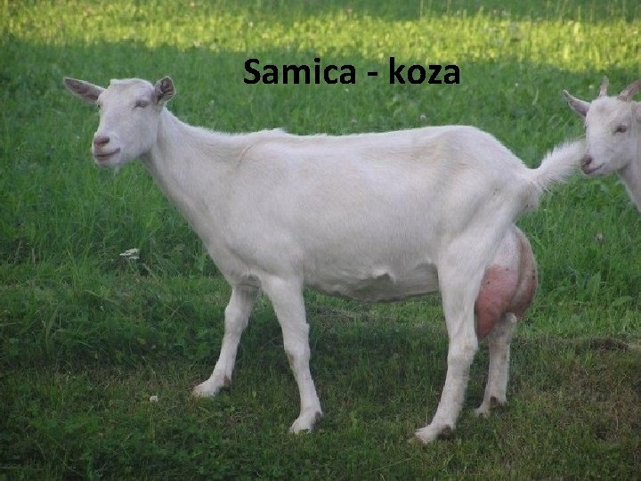 Samica - koza 