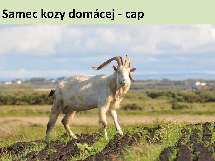 Samec kozy domácej - cap 