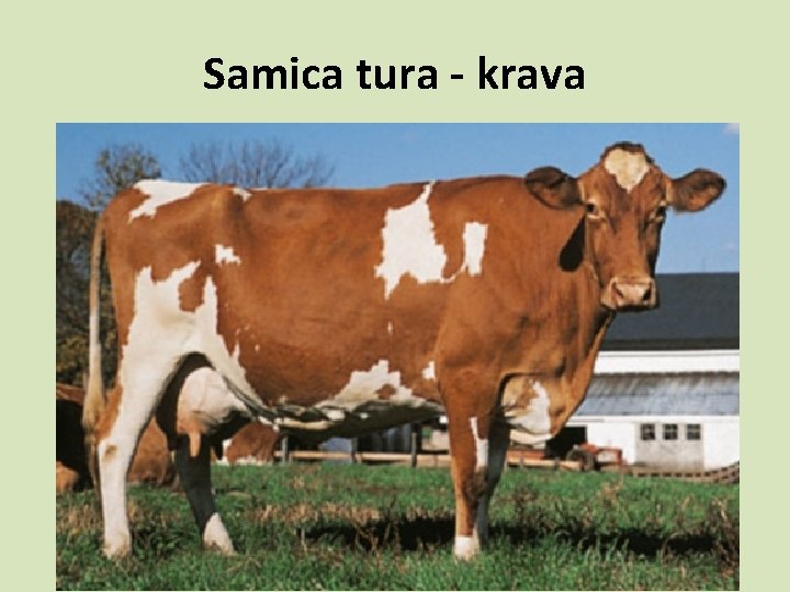 Samica tura - krava 