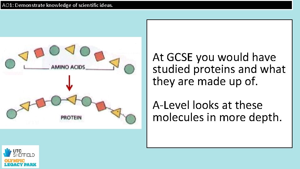 AO 1: Demonstrate knowledge of scientific ideas. At GCSE you would have studied proteins