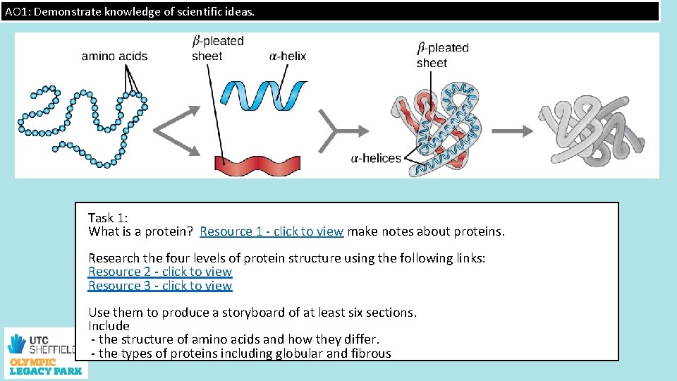 AO 1: Demonstrate knowledge of scientific ideas. Task 1: What is a protein? Resource