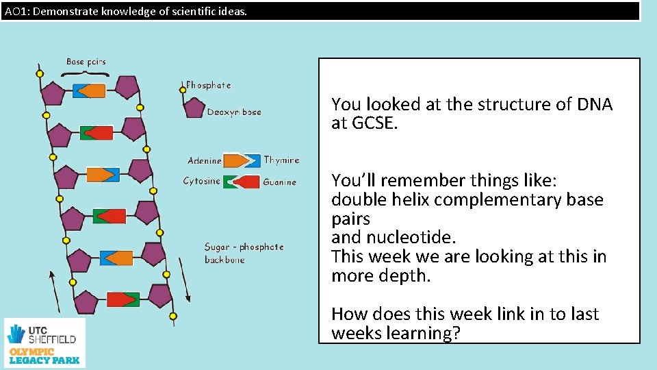 AO 1: Demonstrate knowledge of scientific ideas. You looked at the structure of DNA