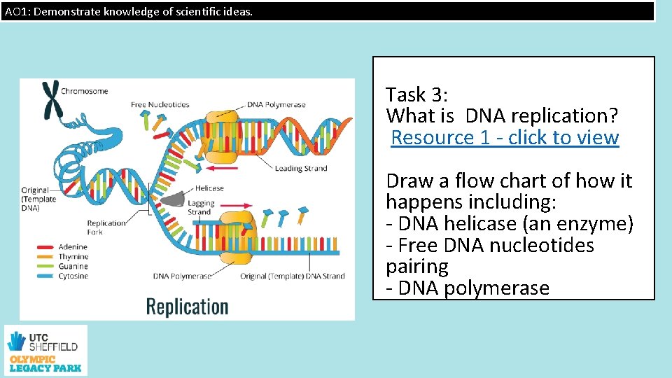 AO 1: Demonstrate knowledge of scientific ideas. Task 3: What is DNA replication? Resource